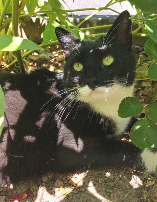 Hauskatze-Mix, schwarz weis