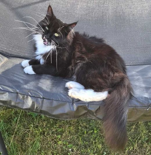 Maine Coon, schwarz-weiß