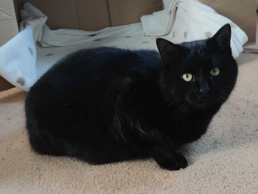 Hauskatze, schwarz