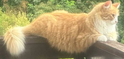 Europäische Langhaarkatze, orange-rot mit weiß