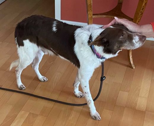 Mischlingshund, weiß mit schoko