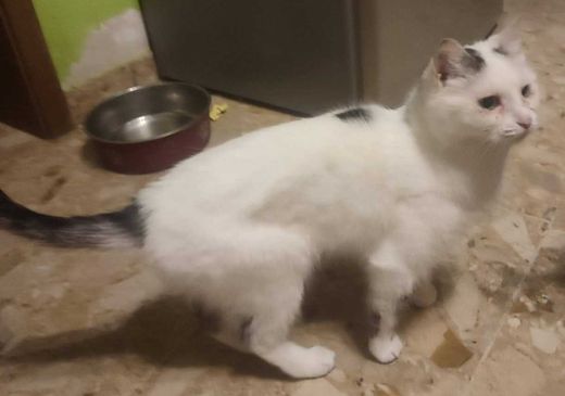 Hauskatze, weiß-schwarz