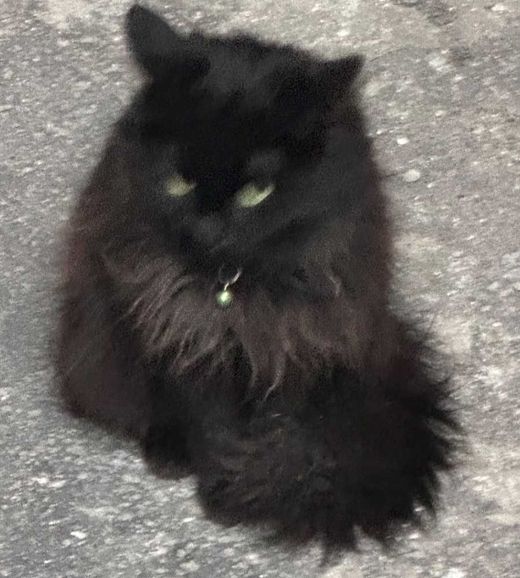 Europäische Langhaarkatze, schwarz