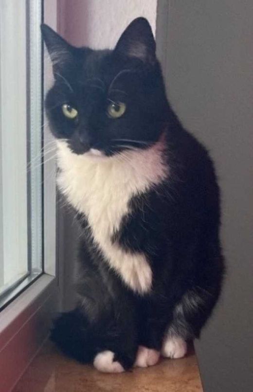 Hauskatze, schwarz-weiß
