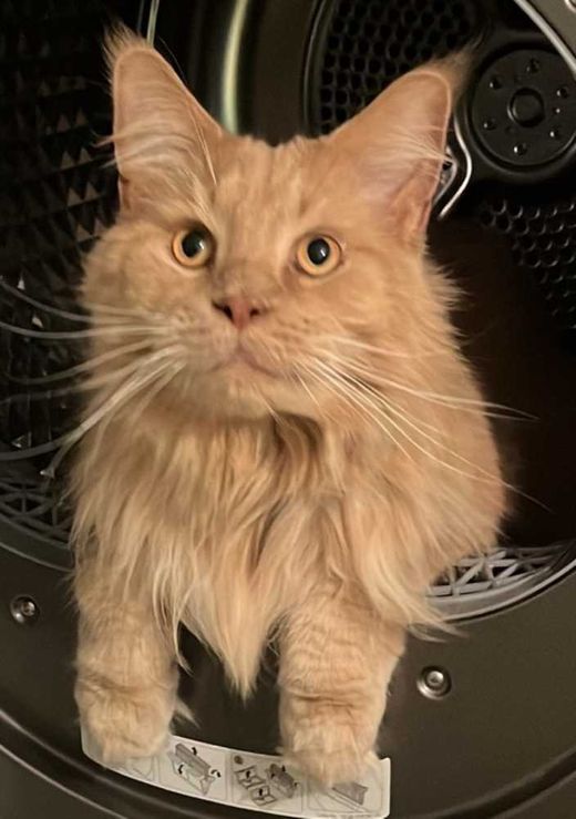 Maine Coon-Hauskatze-Mix, red-tabby