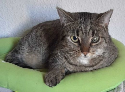 Hauskatze, grau getigert