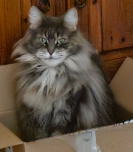 Maine Coon, grau