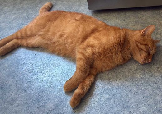 Hauskatze, rot getigert