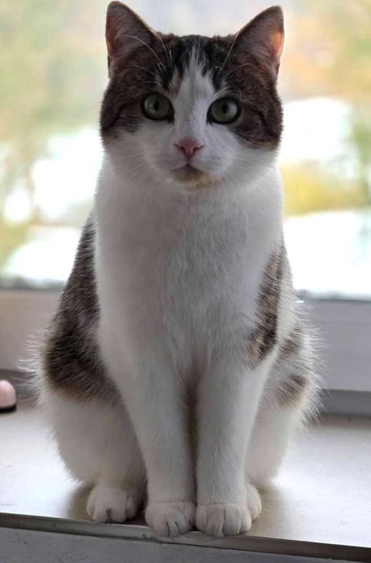 Hauskatze, Getiegert/weiß