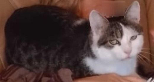 Hauskatze, grau-weiß
