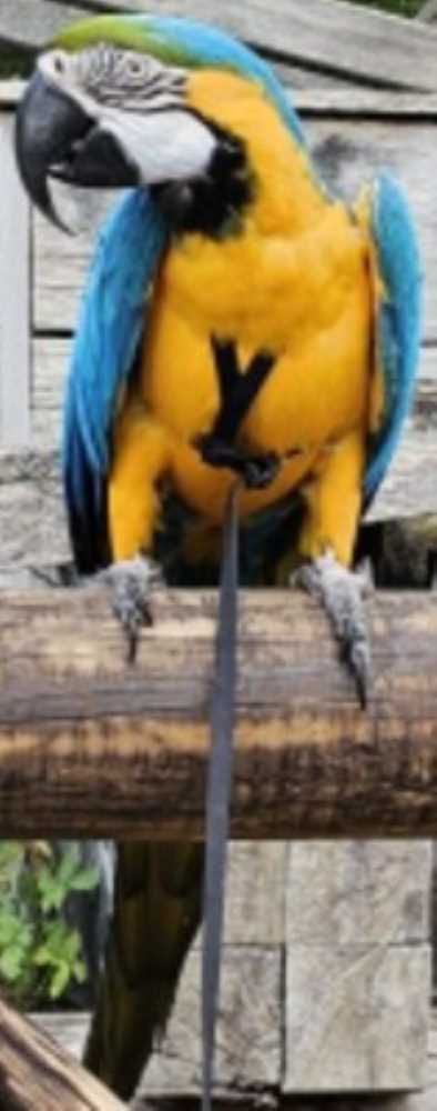 Gelbbrust-Ara, gelb-blau