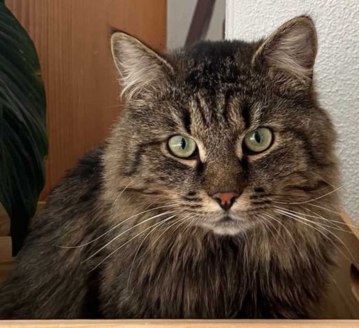 Europäische Langhaarkatze, getigert