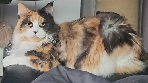 Maine Coon, tricolor