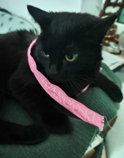 Langhaarkatze-Europäisch Kurzhaar-Mix, schwarz