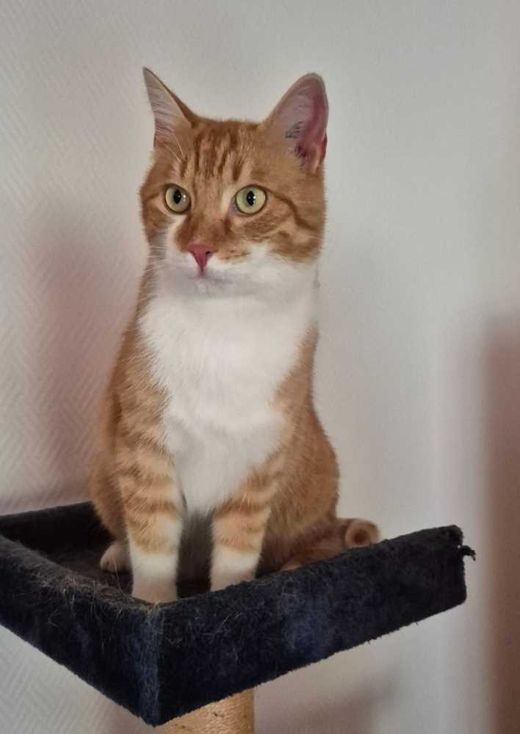 Hauskatze, rot-weiß getigert