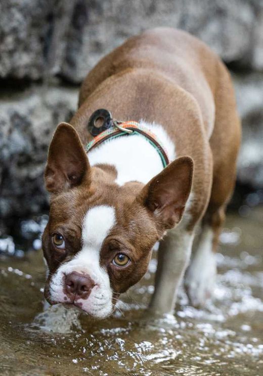Boston Terrier, braun,weiß