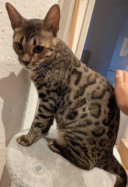 Bengal Cat, spotted charcoal