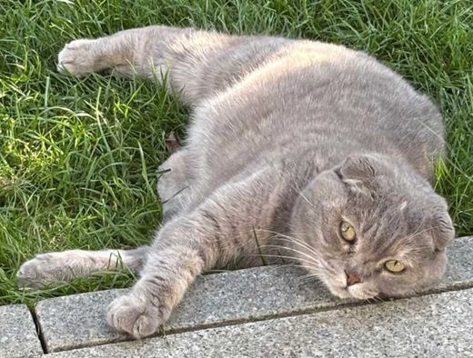 Scottish Fold, grau getigert