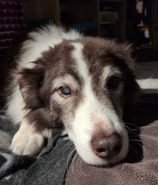 Border Collie, braun-weiß