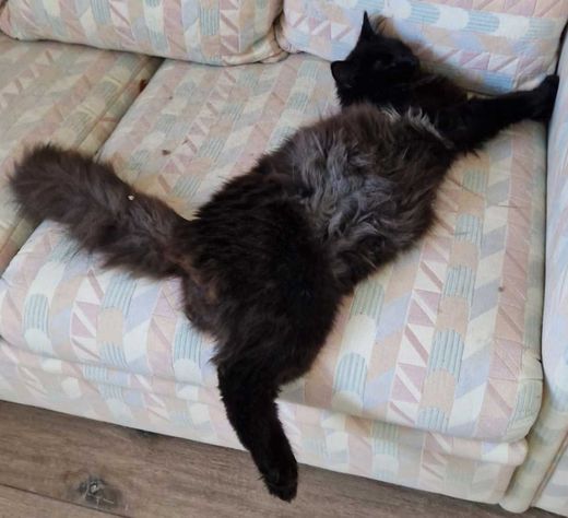 Maine Coon, schwarz