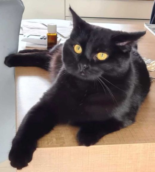 Heilige Birma-Mix, schwarz