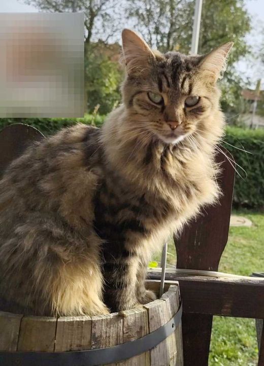 Hauskatze, schwarz-braun getigert