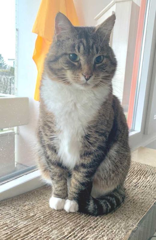 Hauskatze, braun-weiß getigert