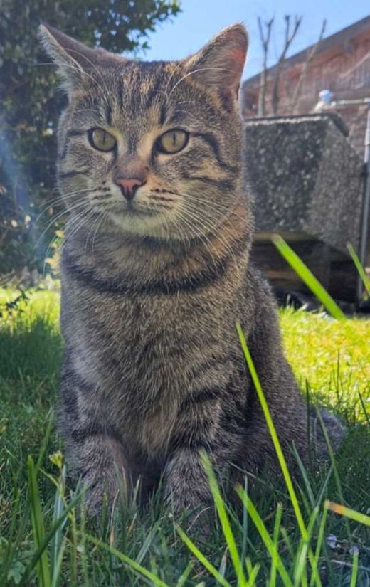 Mischling, grau getigert