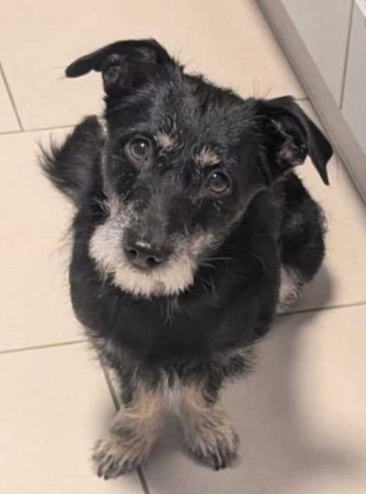 Mischlingshund, schwarz-weiß-braun