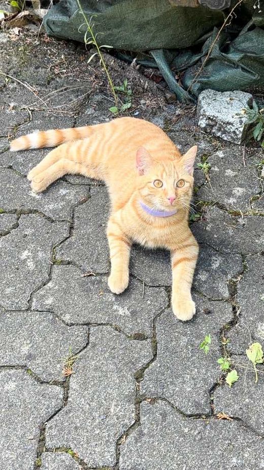 Europäisch Kurzhaar, orange
