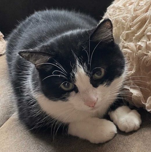 Hauskatze, schwarz mit weißen Abz.
