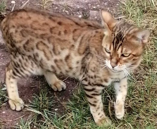 Bengal Cat, rot-braun
