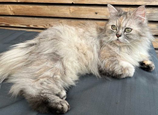 Perserkatze, grau-weiß melliert
