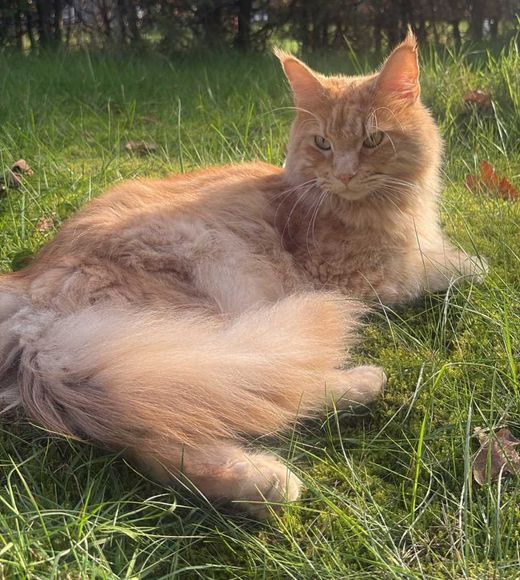 Maine Coon, rot