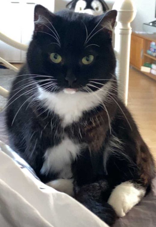 Hauskatze, schwarz mit weißen Abz.