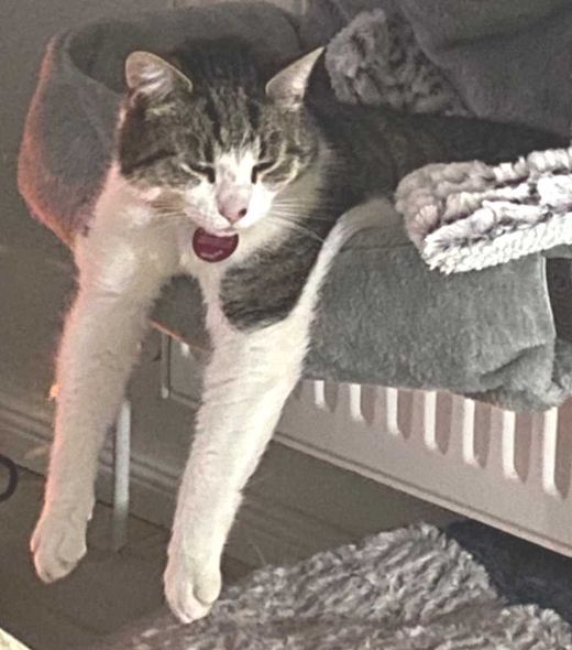 Europäisch Kurzhaar, grau-schw. tabby, weiß