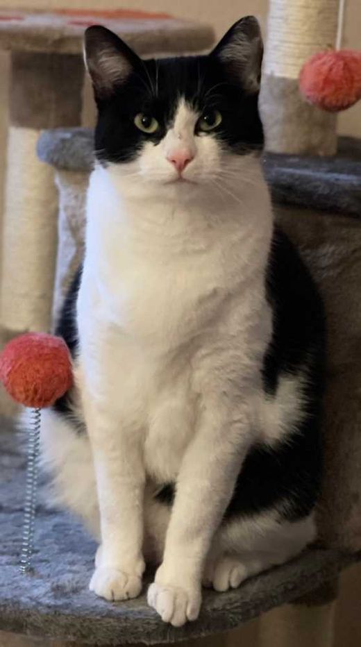 Hauskatze, weiß mit schwarz