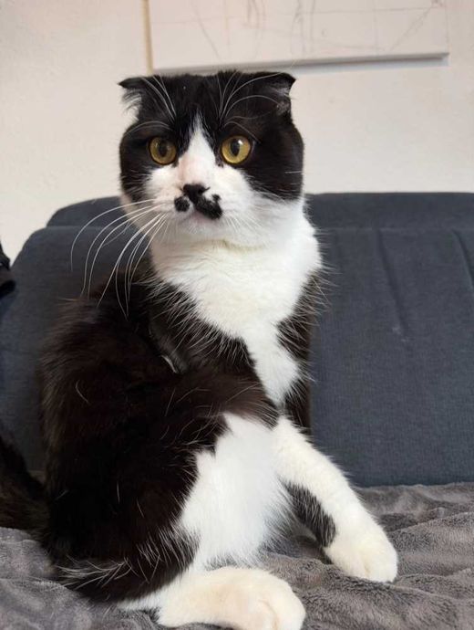 Scottish Fold, Schwarz und Weiß