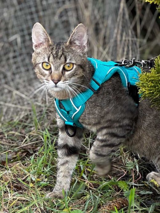 Hauskatze, braun getigert