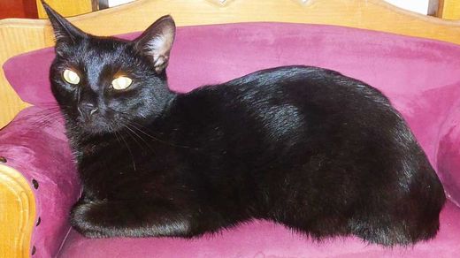 Mischling, schwarz