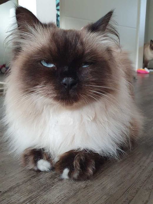 Heilige Birma, Chocolate tabby point