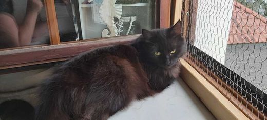 Mischling, Schwarz