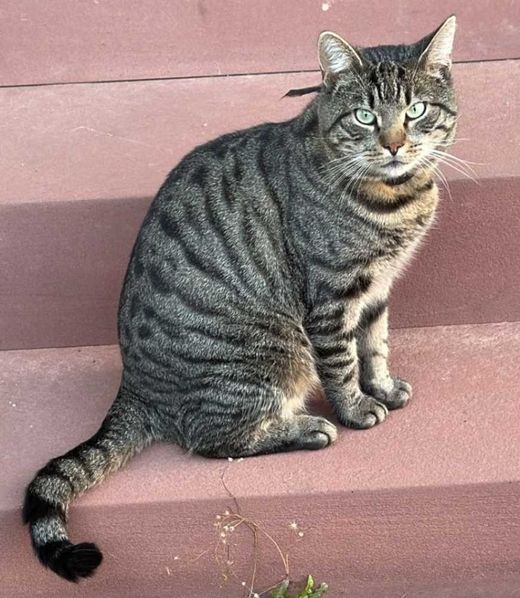 Europäisch Kurzhaar-Bengal Cat-Mix, braun getigert