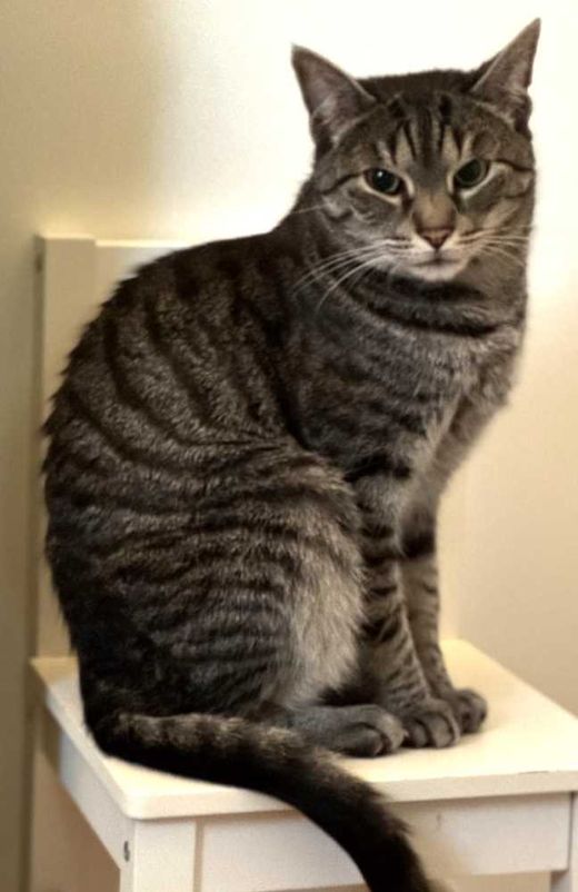 Hauskatze, grau