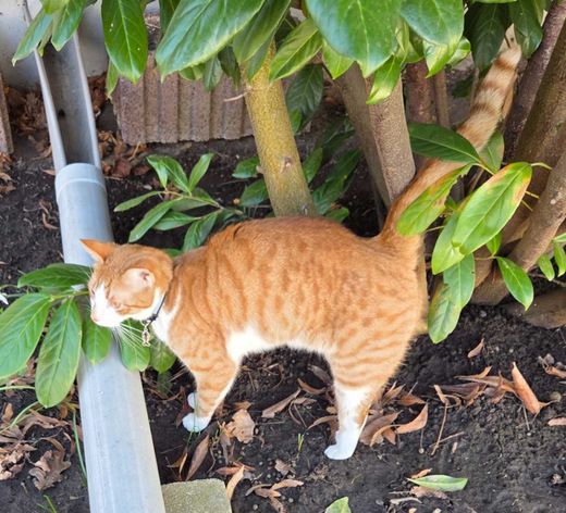 europäische Hauskatze, Orange/Weiß
