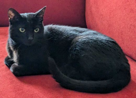 Europäisch Kurzhaar, schwarz