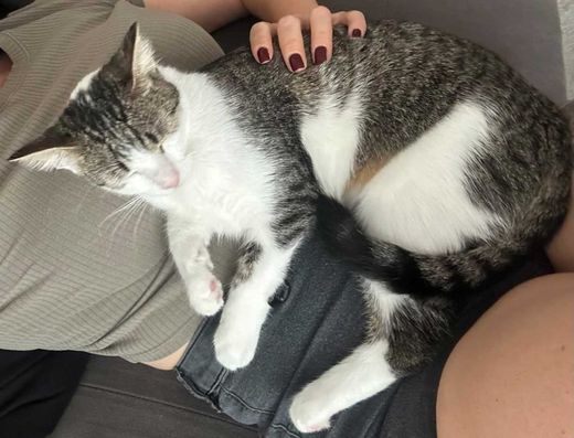 Hauskatze, weiß-tabby