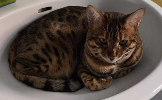 Bengal Cat, Braun