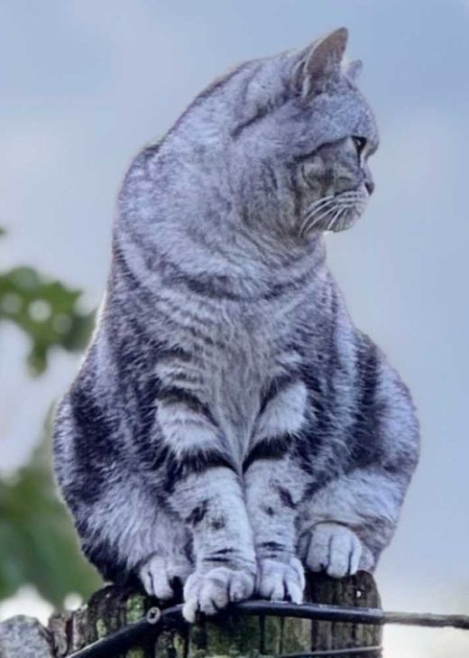 Britisch Kurzhaar, black-silver-tabby
