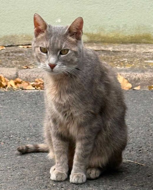 Hauskatze, grau getigert